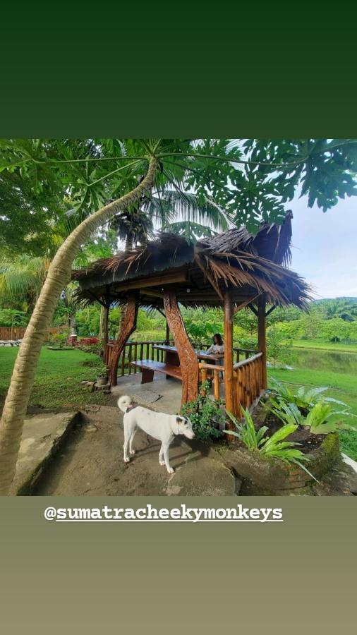 Sumatra Cheeky Monkeys Hotel Bukit Lawang Exterior photo