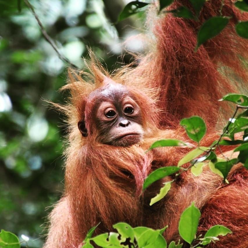 Sumatra Cheeky Monkeys Hotel Bukit Lawang Exterior photo