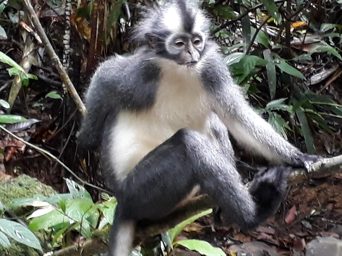 Sumatra Cheeky Monkeys Hotel Bukit Lawang Exterior photo