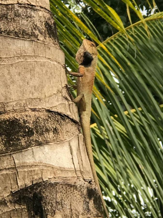 Sumatra Cheeky Monkeys Hotel Bukit Lawang Exterior photo