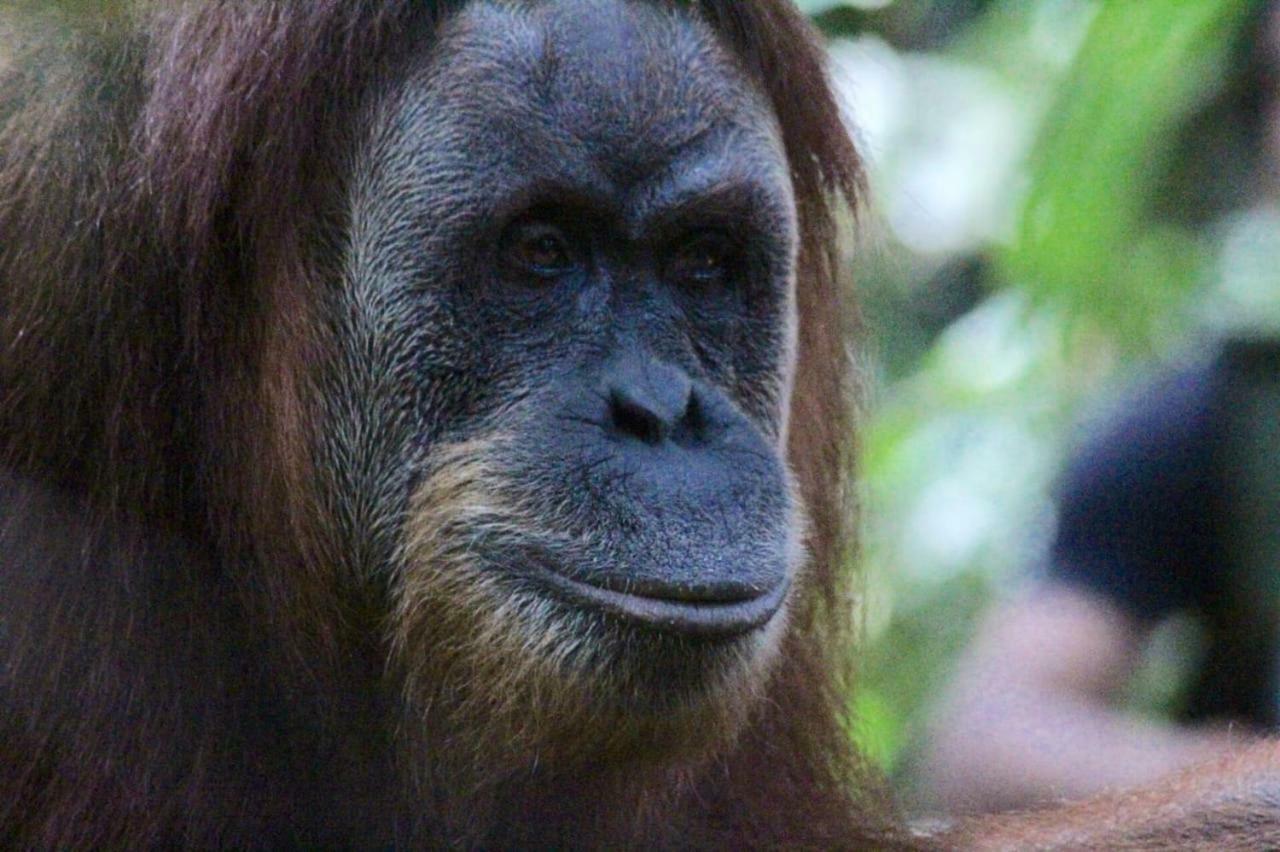 Sumatra Cheeky Monkeys Hotel Bukit Lawang Exterior photo